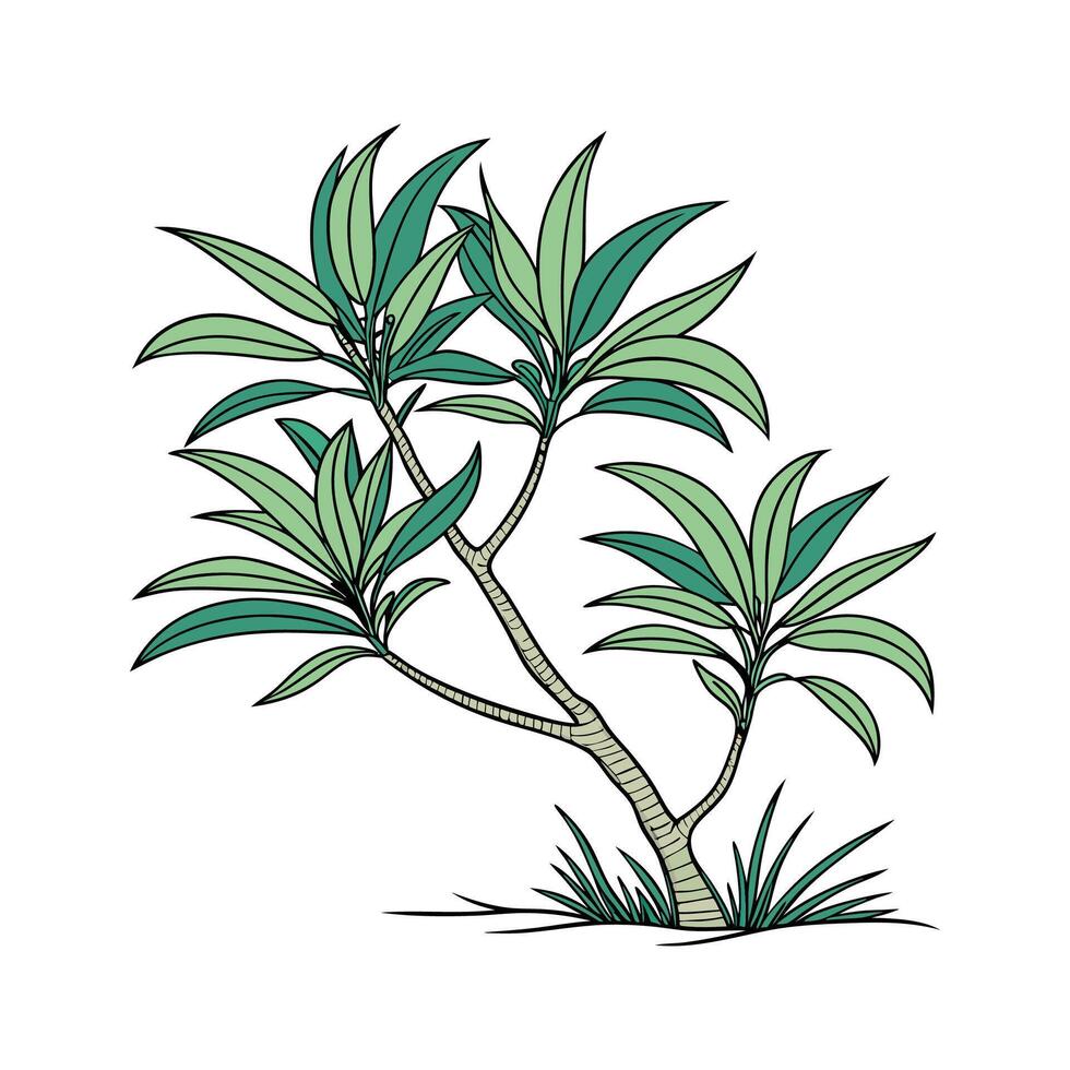 Charming Dracaena Compacta Plant Unique Design vector
