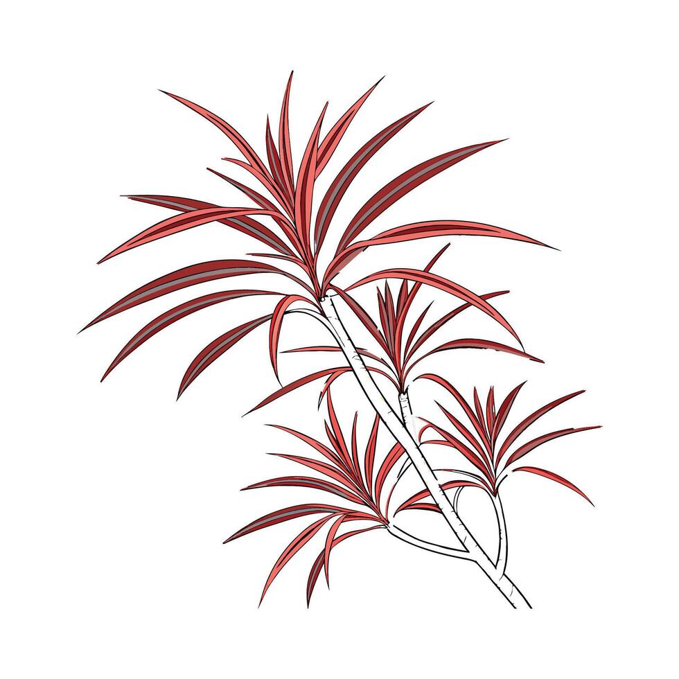 Charming Dracaena Marginata Unique Design vector