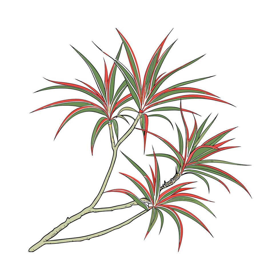 Lovely Dracaena Marginata Illustration Design vector