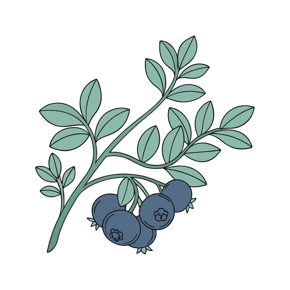 Charming Dwarf Blueberry Plant Illustration vector