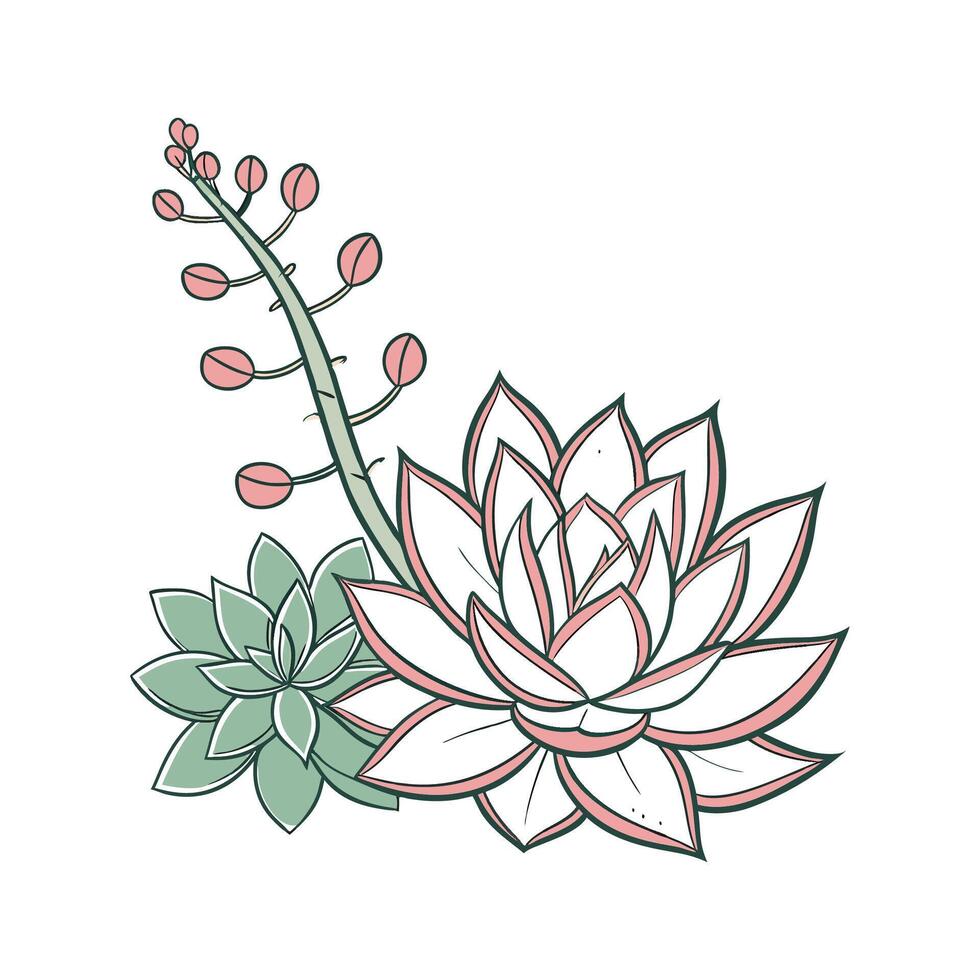 Charming Echeveria Elegans Plant Illustration vector