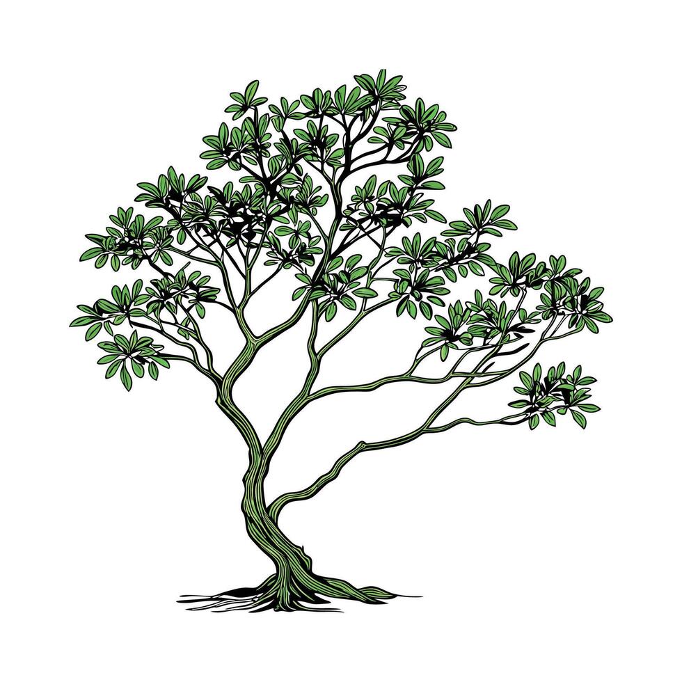 Charming Dwarf Umbrella Tree Unique Illustration vector
