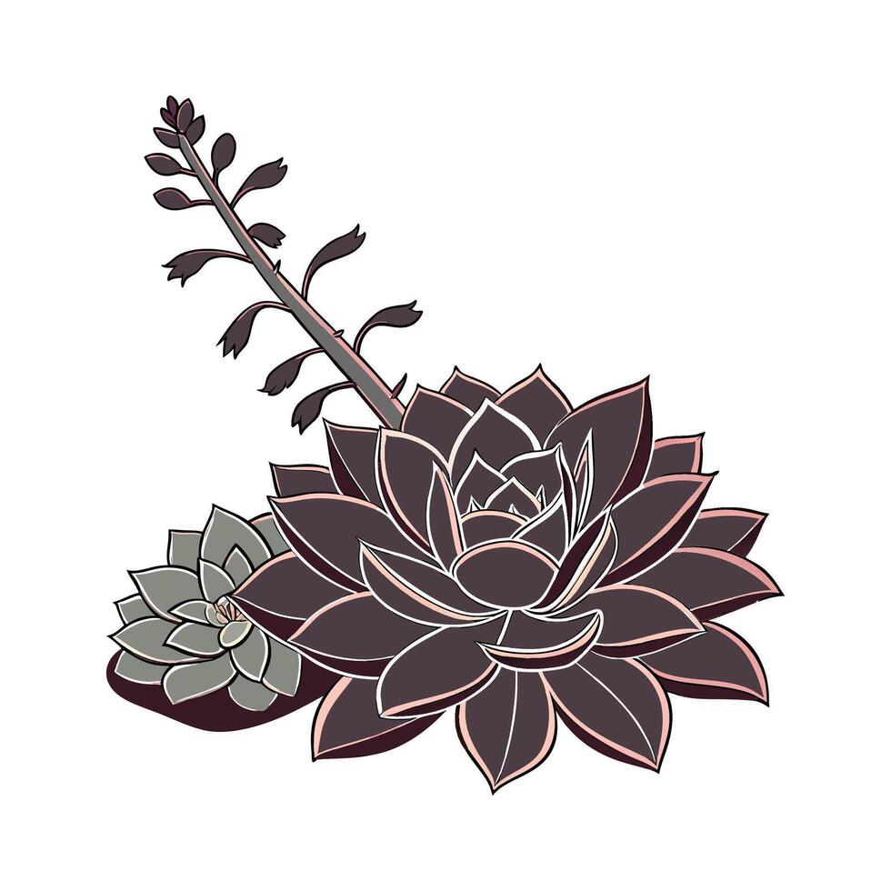 Distinctive Echeveria Black Knight Unique Design vector