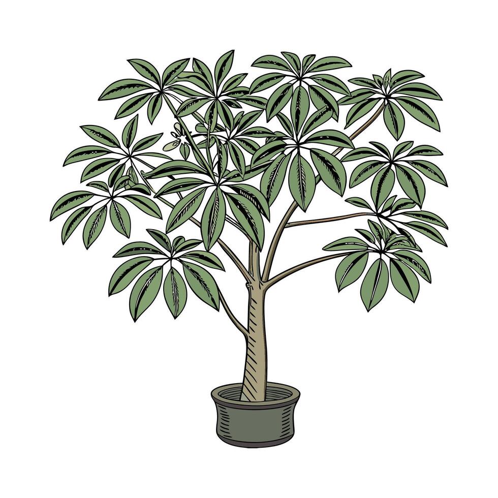 Stylish Dwarf Umbrella Tree Schefflera Illustration vector