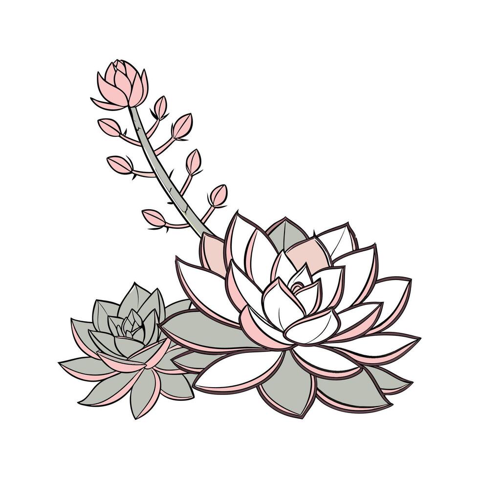 Elegant Echeveria Plant Unique Design vector