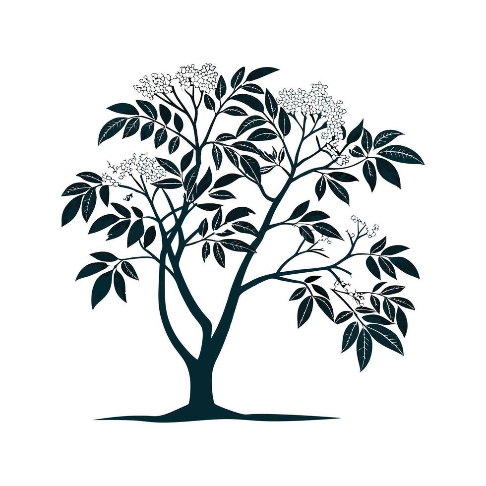 Charming Elderberry Tree Sambucus Unique Design vector