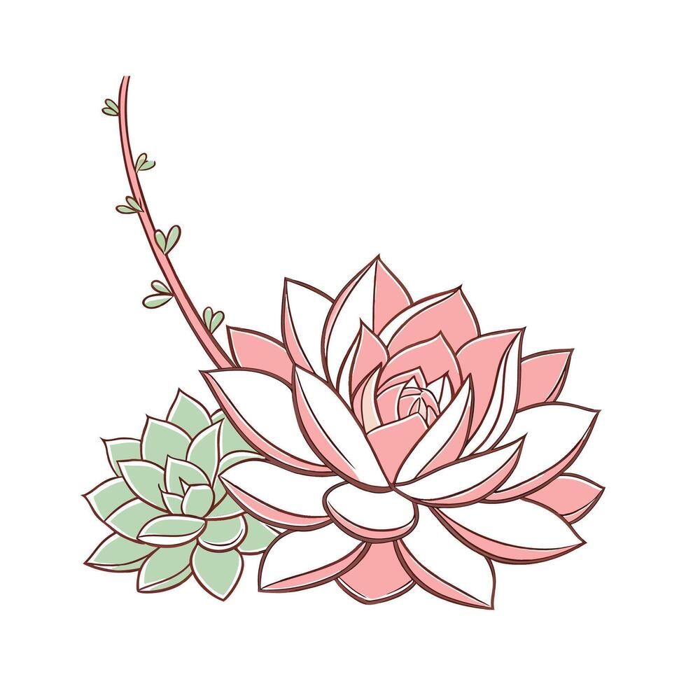 Stylish Echeveria Plant Unique Illustration vector