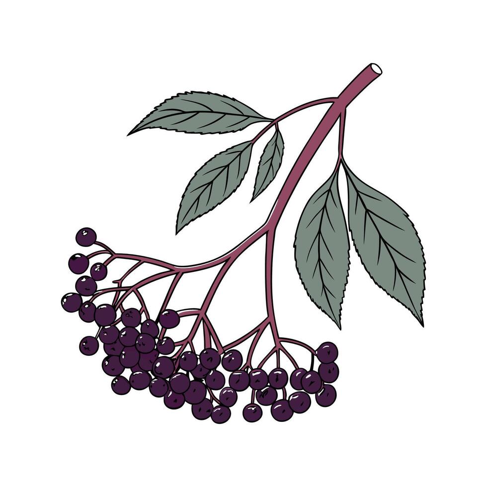 Distinctive Elderberry Plant Illustration vector