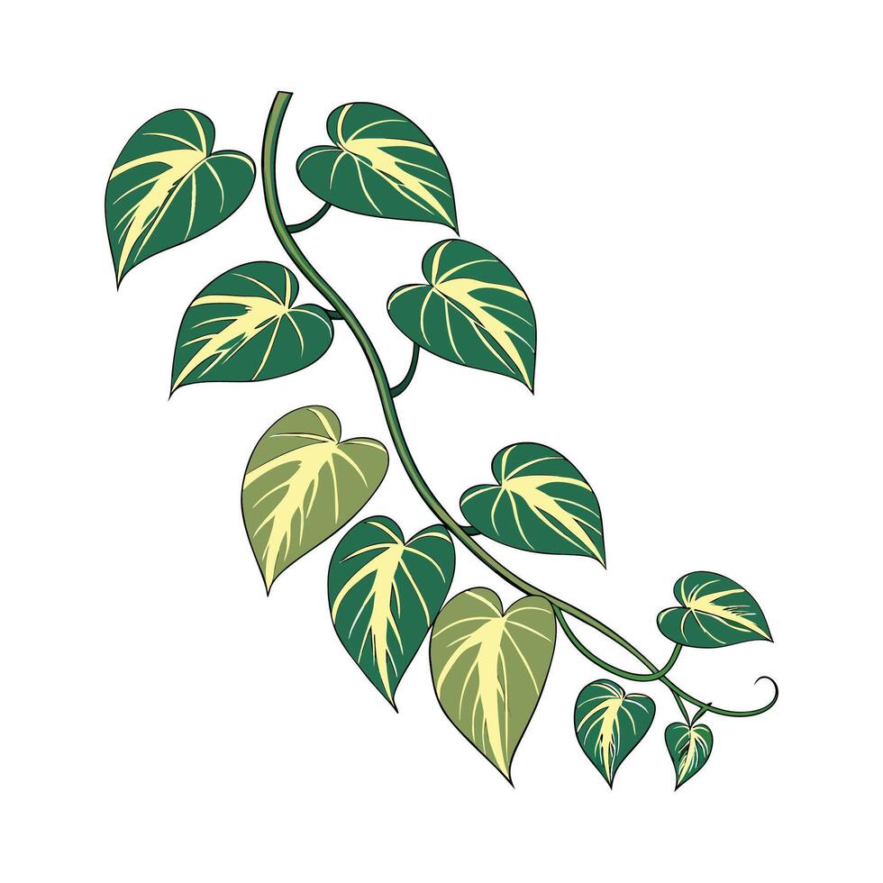 Charming Epipremnum Aureum Plant Illustration vector