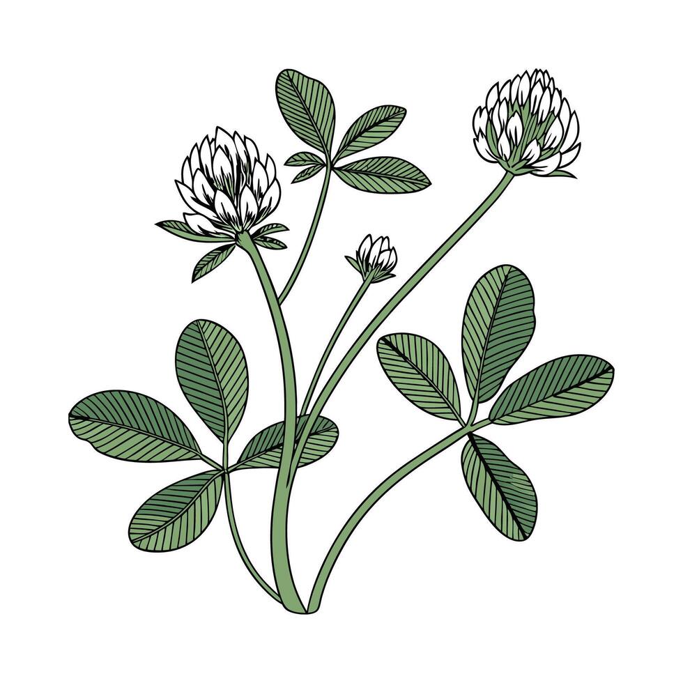 Charming False Shamrock Plant Design vector