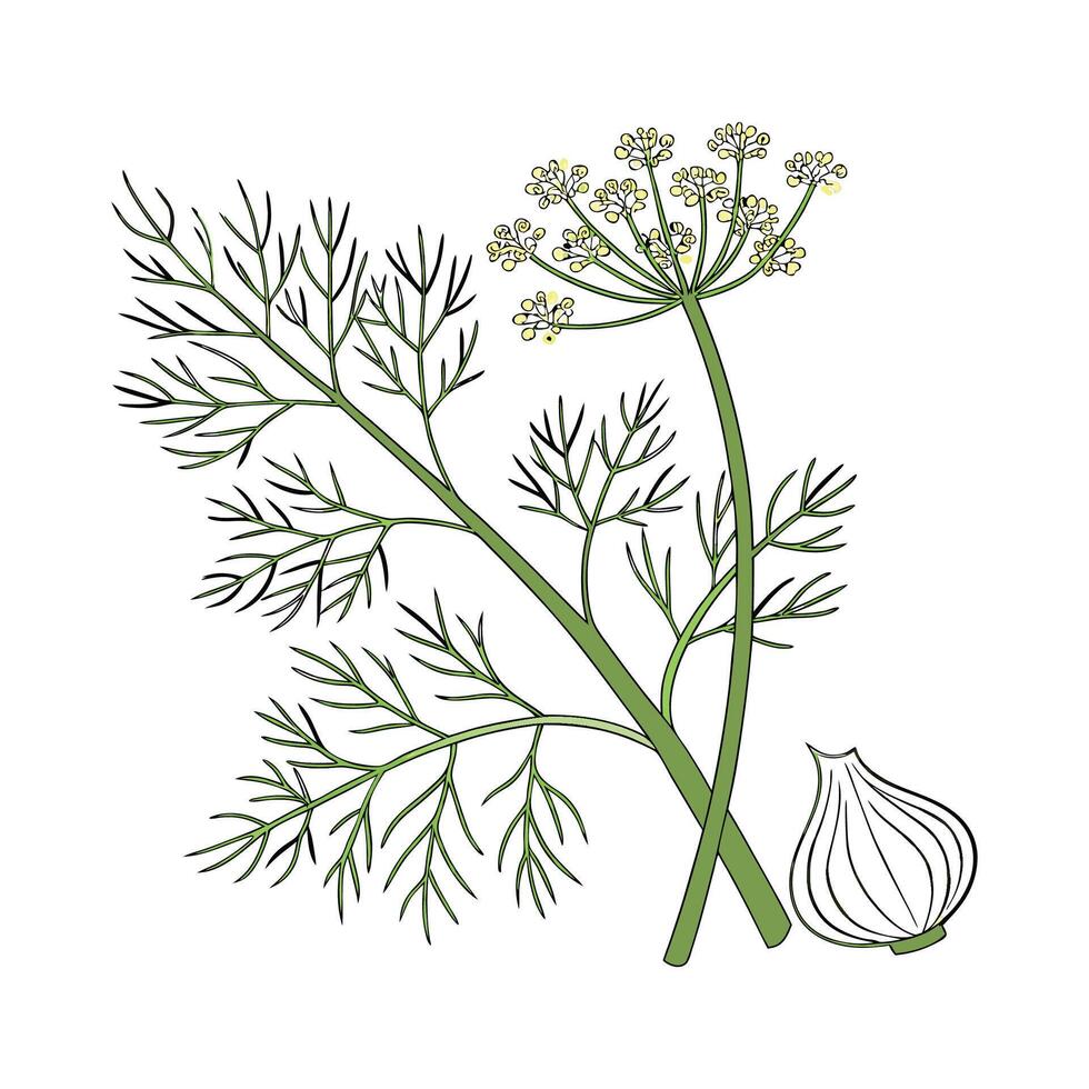 Charming Fennel Plant Illustration vector