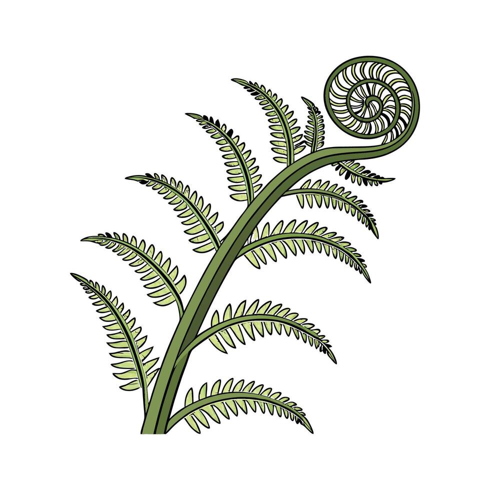 Elegant Fiddlehead Fern Plant Illustration vector