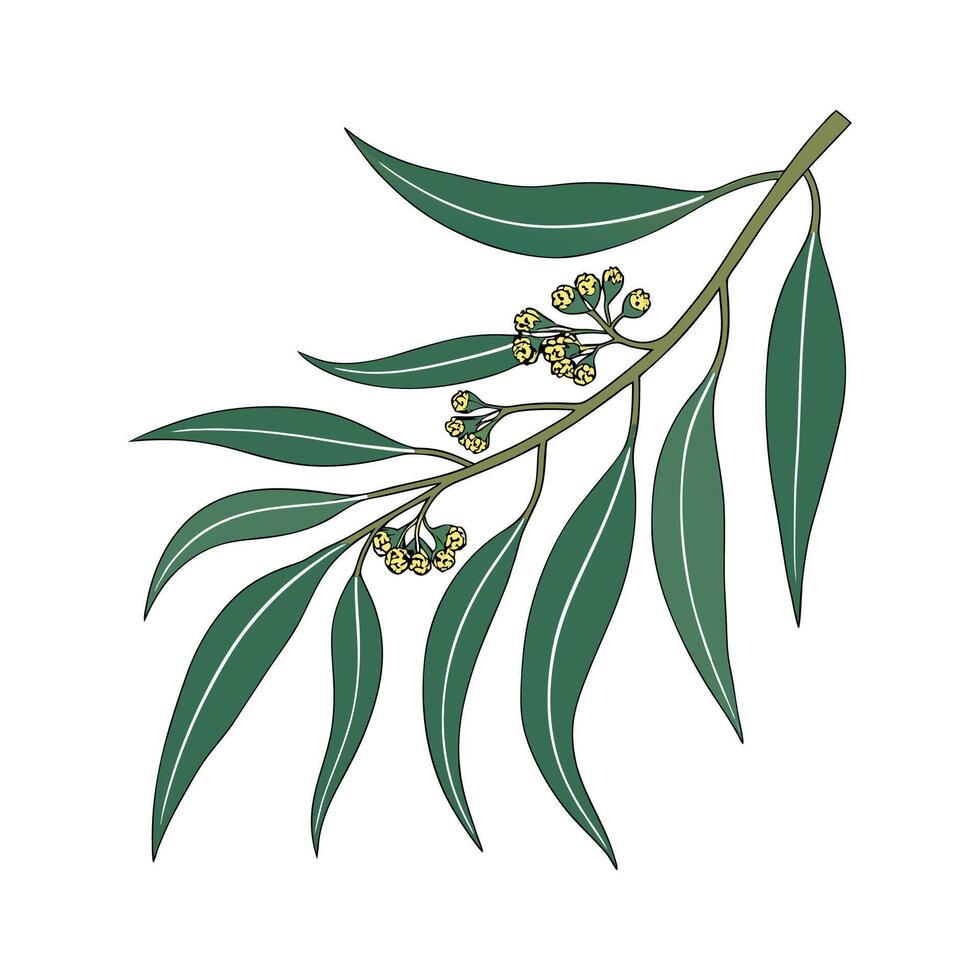 Beautiful Eucalyptus Plant Illustration Design vector
