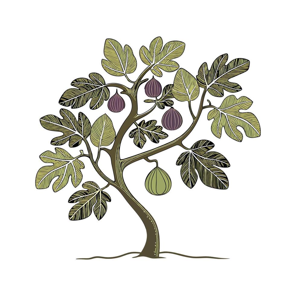 Stylish Fig Tree Ficus Carica Unique Design vector