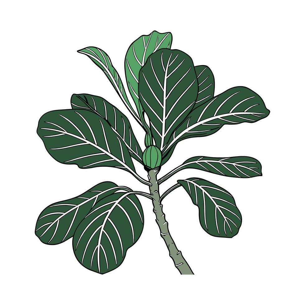 Beautiful Fiddle Leaf Fig Plant Illustration vector