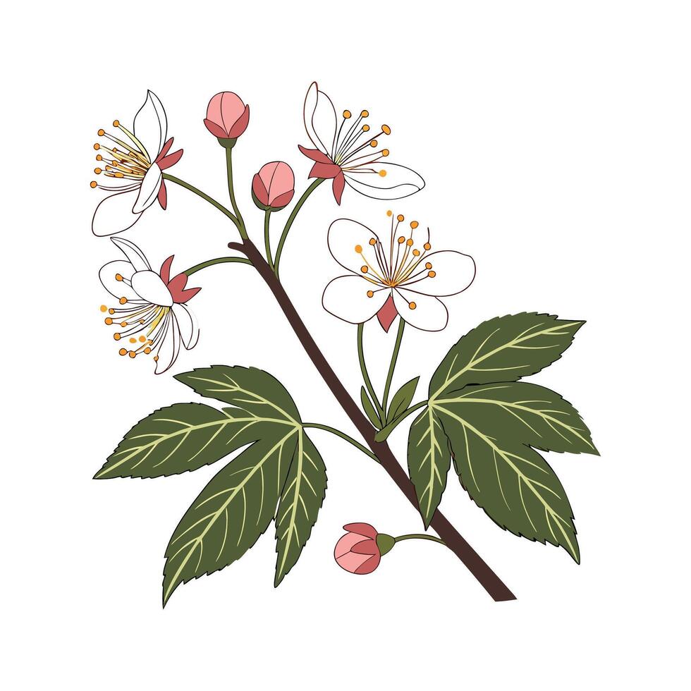 Distinctive Flowering Maple Plant Illustration vector
