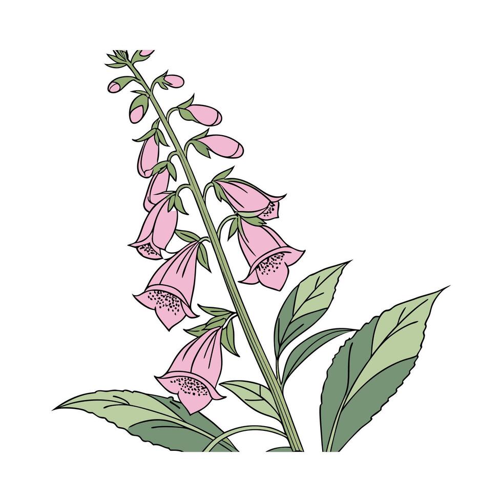 Charming Foxglove Digitalis Plant Design vector