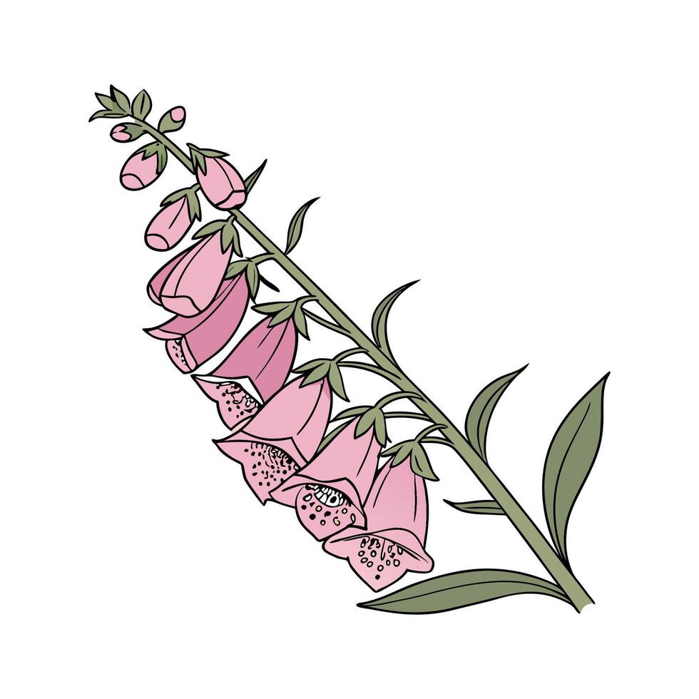 Elegant Foxglove Plant Unique Illustration vector
