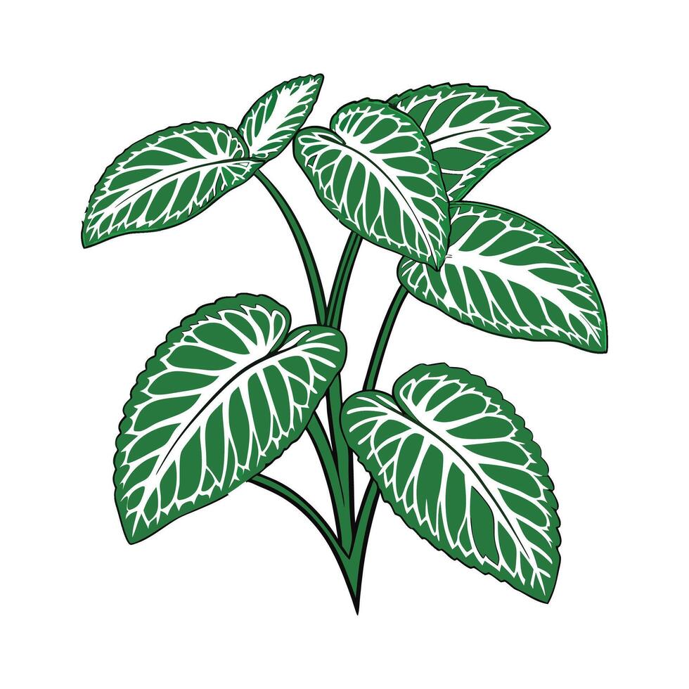 Stylish Fittonia Nerve Plant Illustration vector