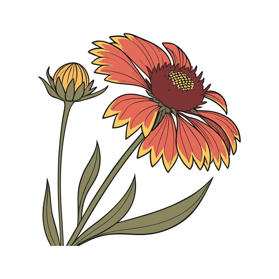 Beautiful Gaillardia Plant Illustration vector