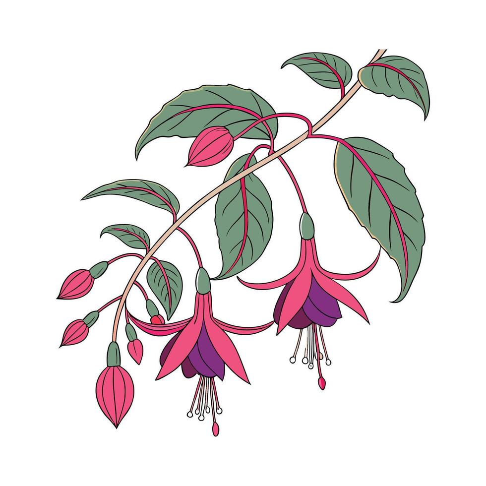 Beautiful Fuchsia Magellanica Plant Illustration vector
