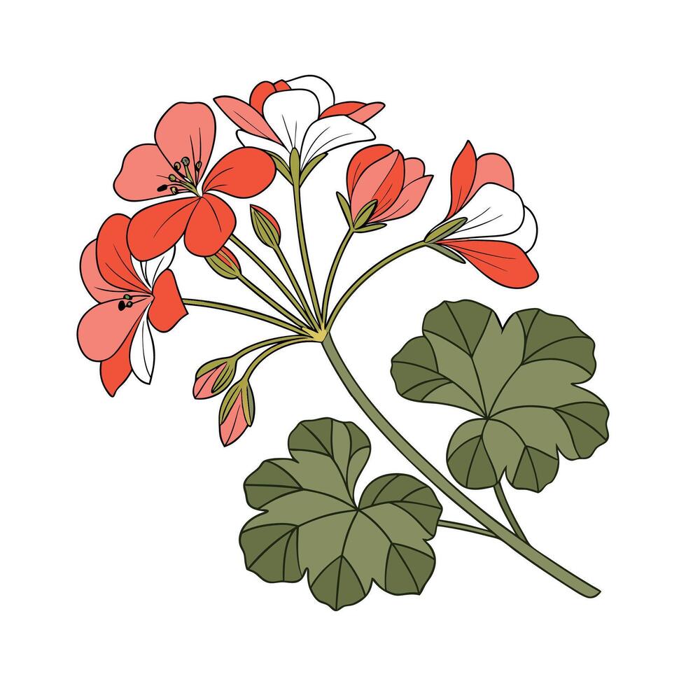Elegant Geranium Plant Design. vector