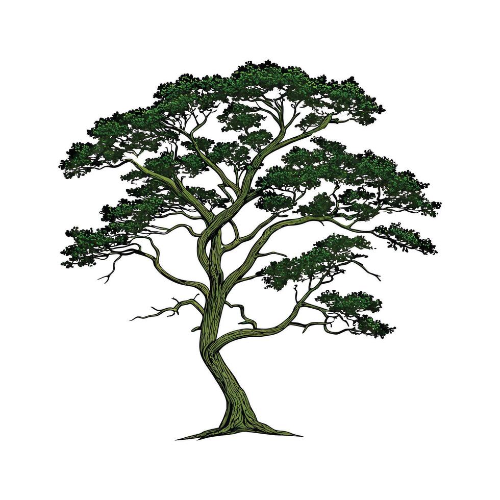Distinctive Fitzroya Plant Unique Illustration vector