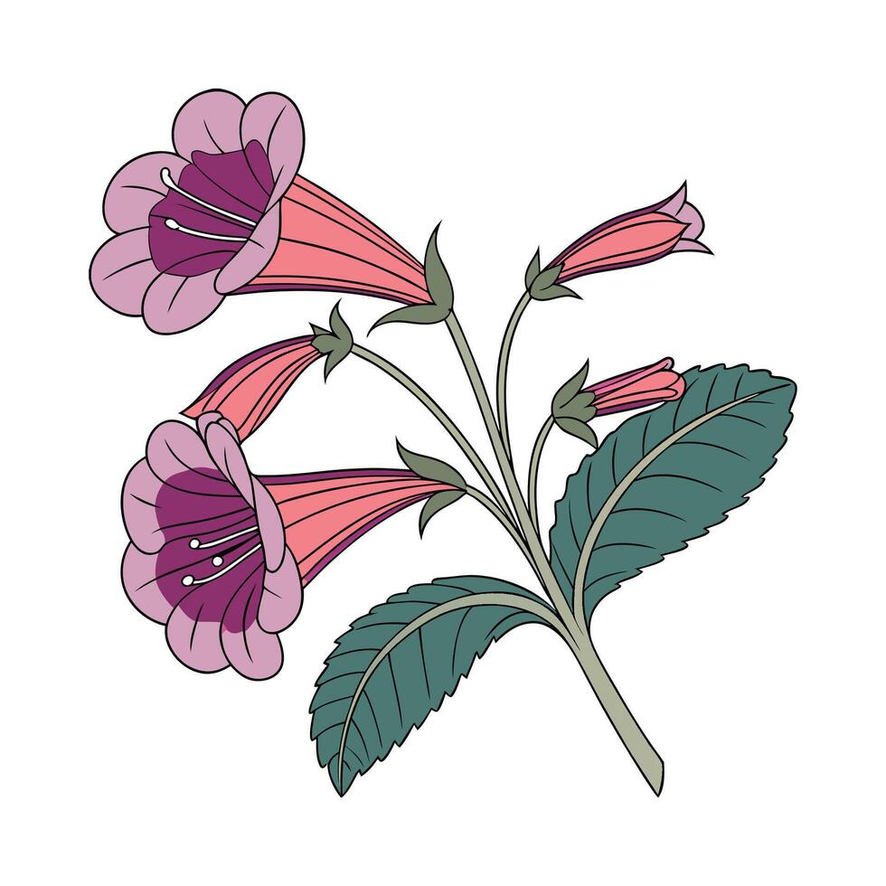 Distinctive Gloxinia Plant Illustration vector