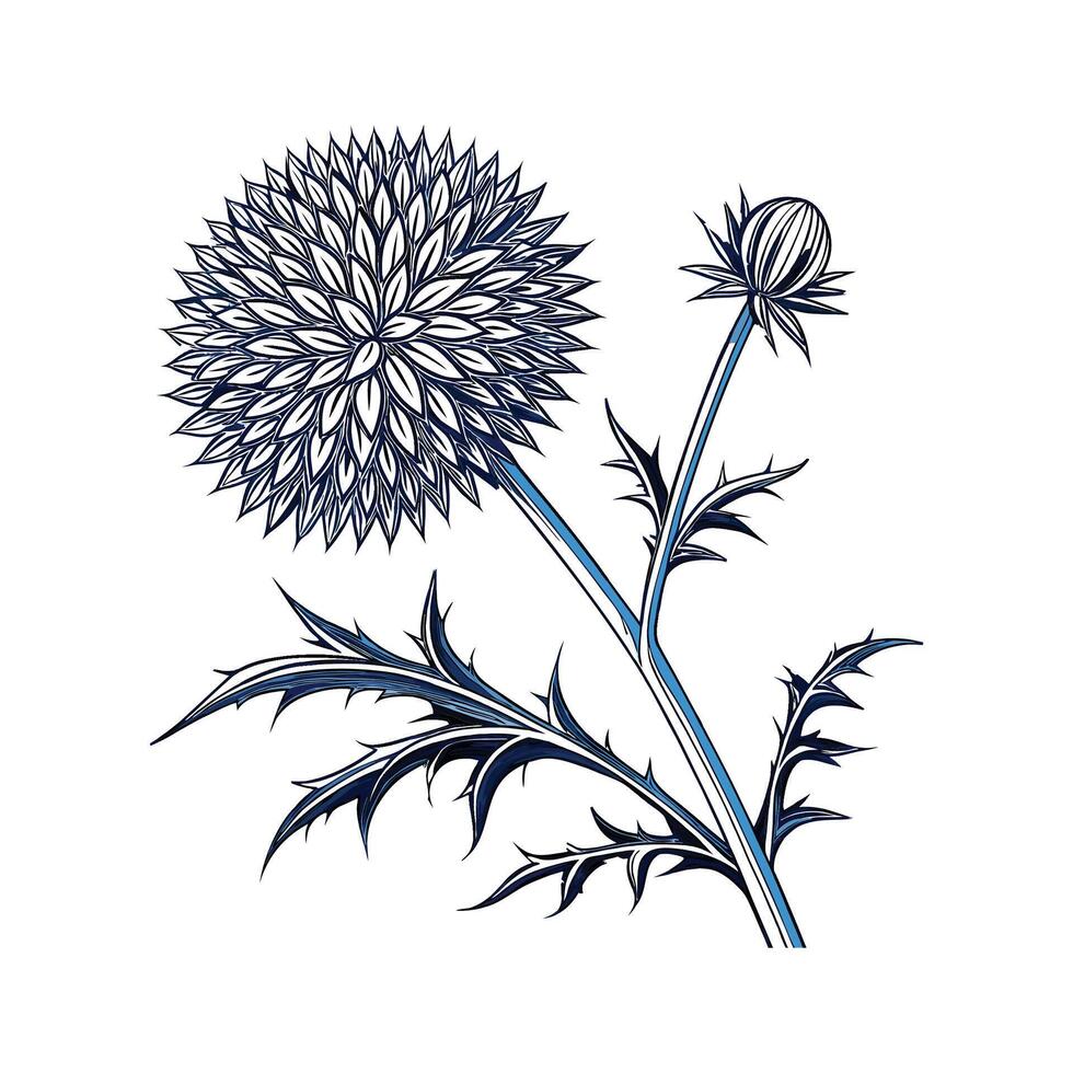 Charming Globe Thistle Echinops Unique Illustration vector