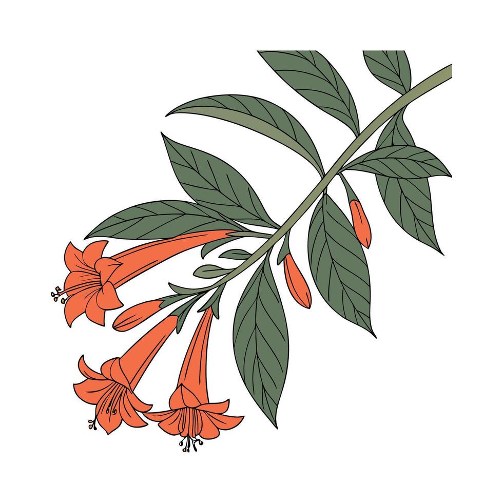 Distinctive Goldfish Plant Columnea Illustration vector