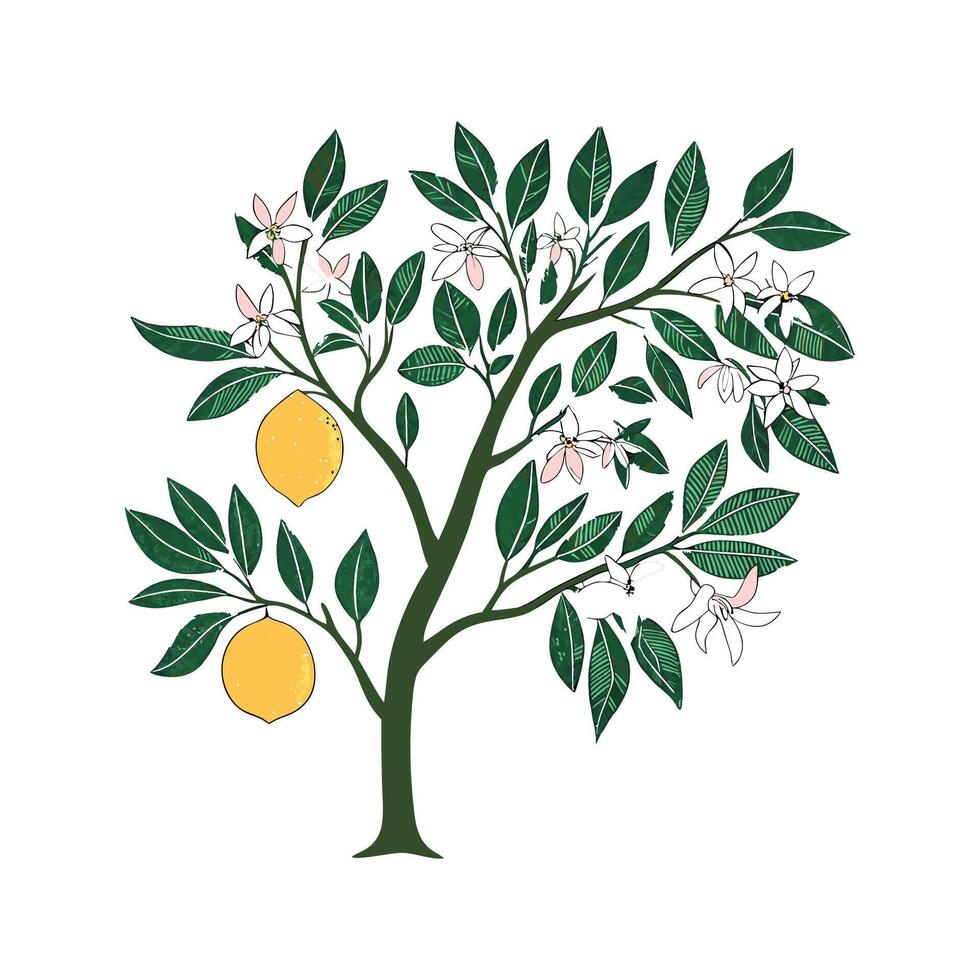 Elegant Grapefruit Tree Plant Illustration vector