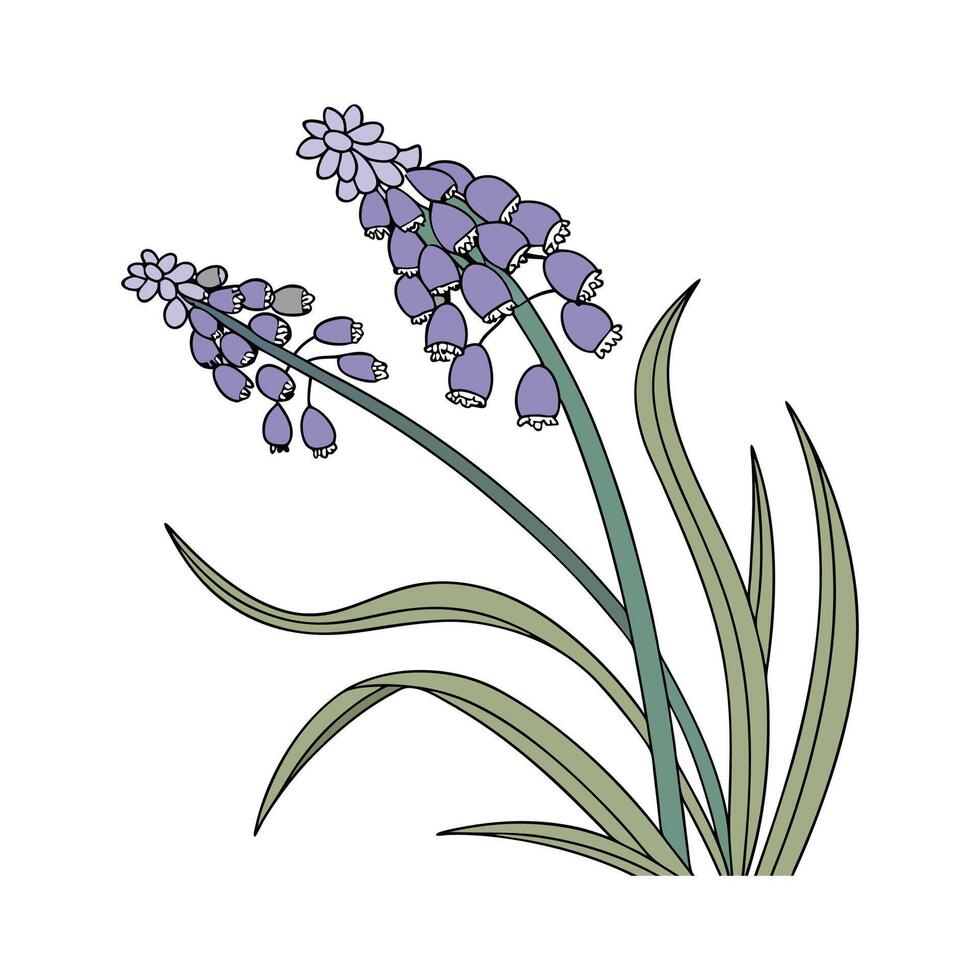 Distinctive Grape Hyacinth Muscari Illustration vector
