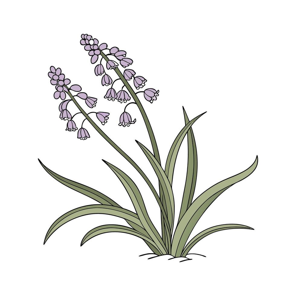 Charming Grape Hyacinth Unique Design vector