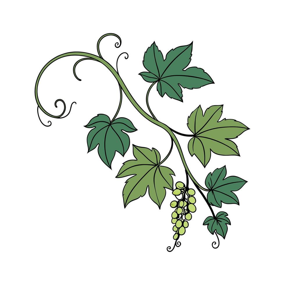 Elegant Grape Ivy Plant Illustration vector