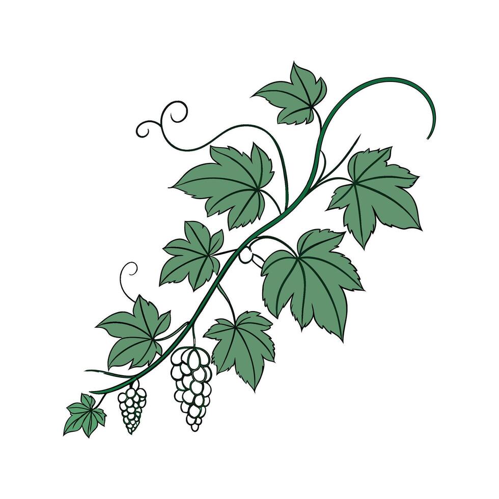 Stylish Grape Ivy Unique Design vector