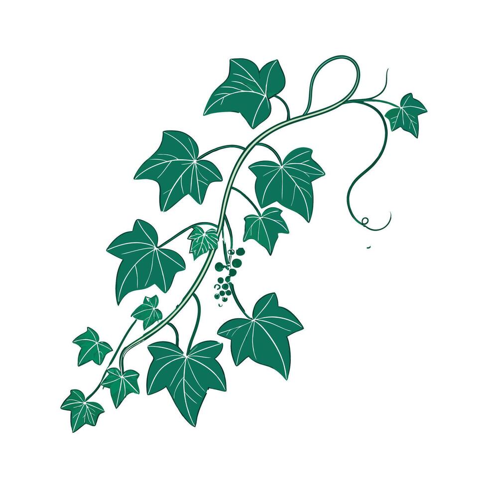 Charming Grape Ivy Unique Design vector