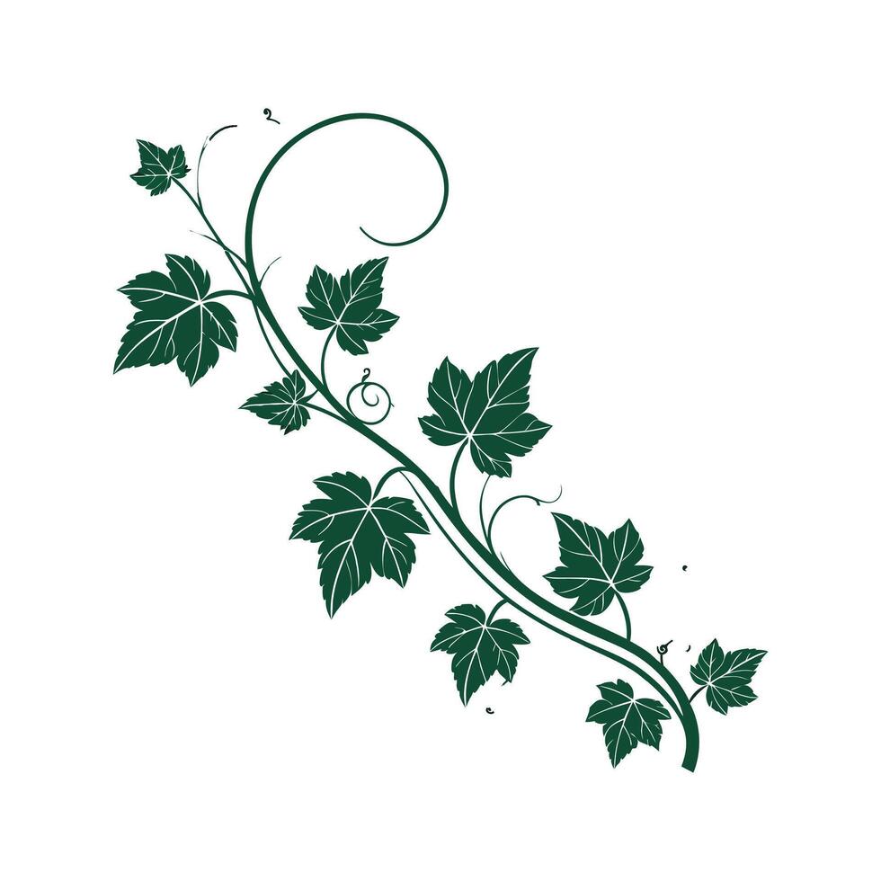 Distinctive Grape Ivy Plant Illustration vector