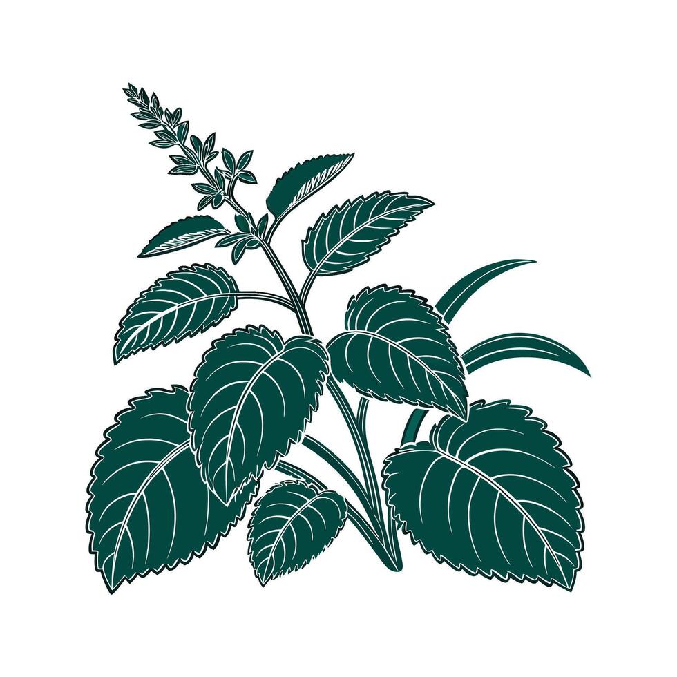 Elegant Green Velvet Plant Illustration vector