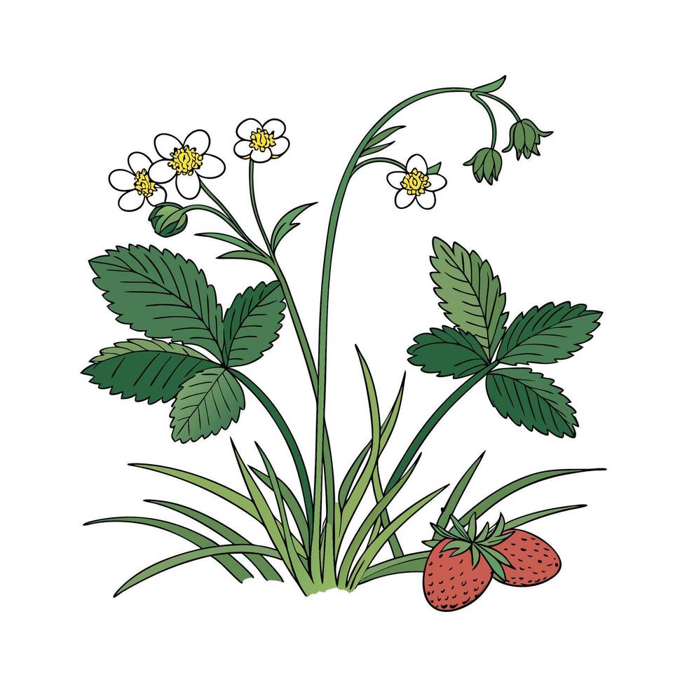 Distinctive Groundcover Plants Illustration vector
