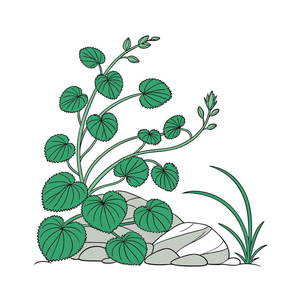 Charming Green Wall Plant Pilea Illustration vector