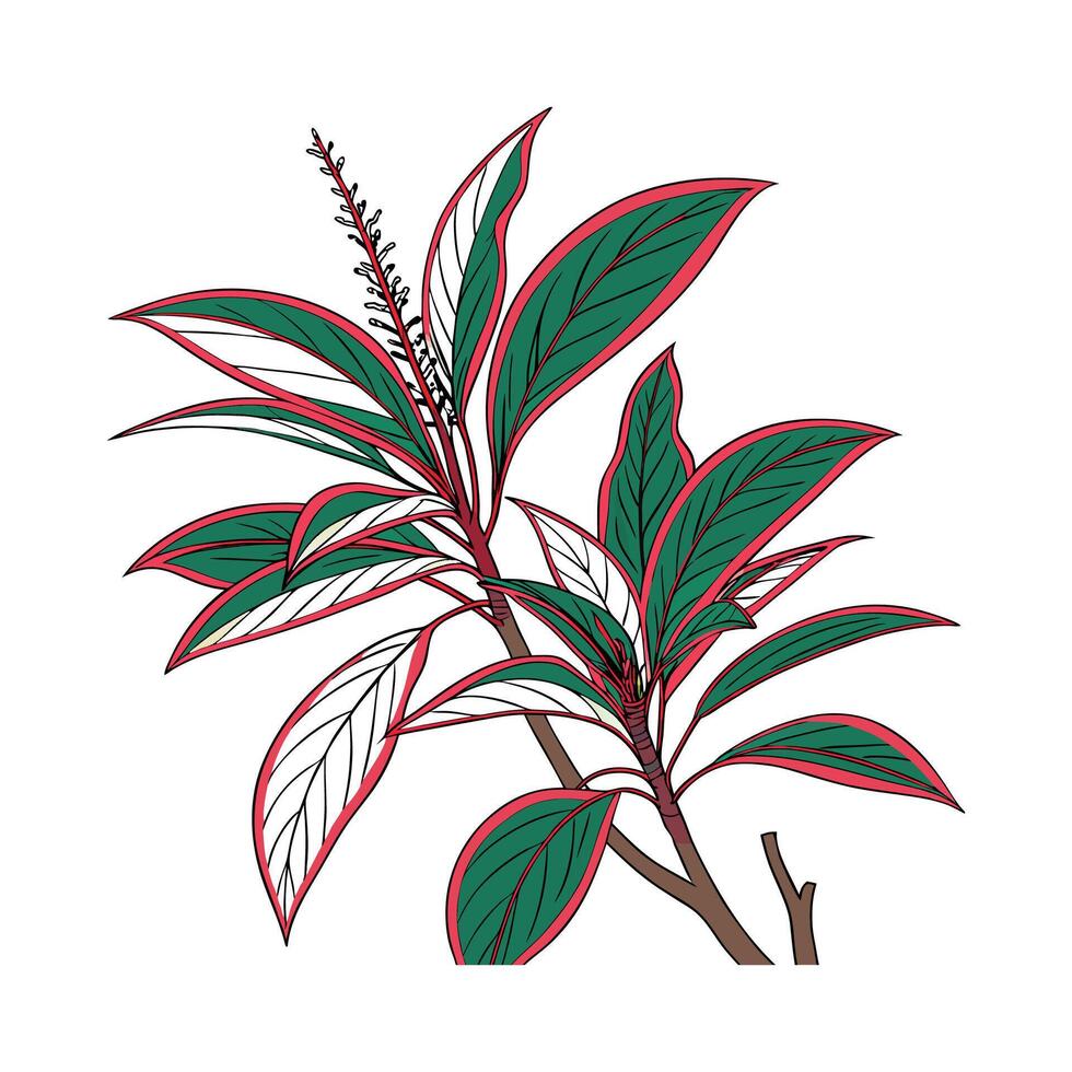 Stylish Hawaiian Ti Plant Cordyline Fruticosa Illustration vector