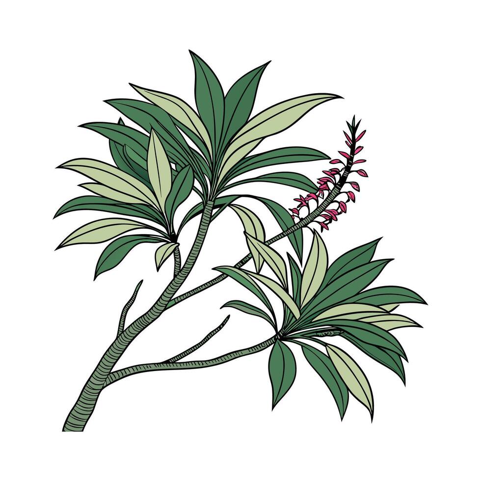 Charming Hawaiian Ti Plant Cordyline Fruticosa Unique Design vector