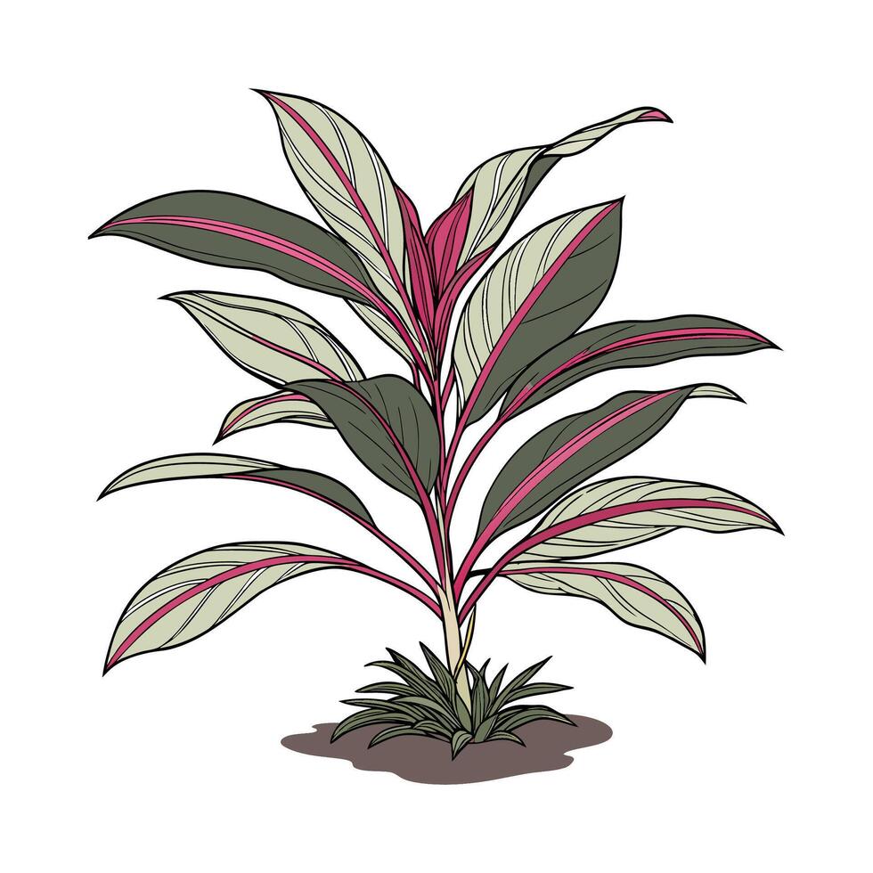 Elegant Hawaiian Ti Plant Unique Design vector