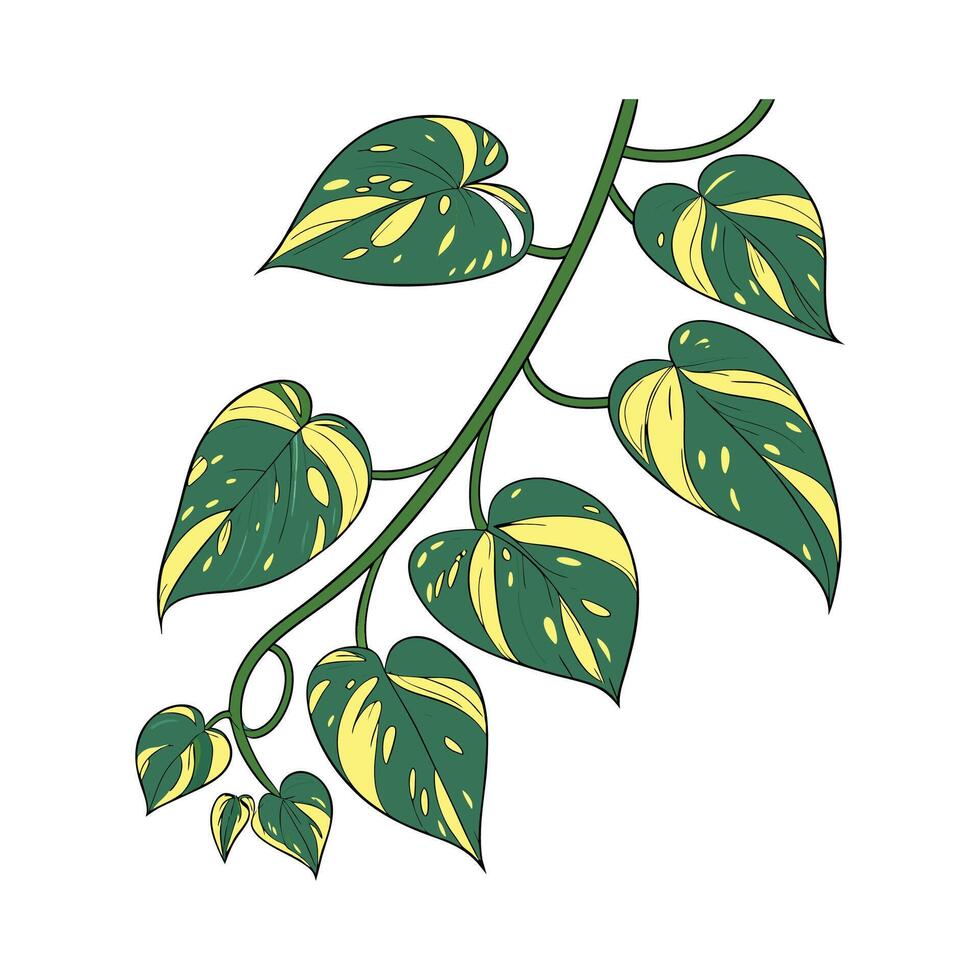 Elegant Harlequin Pothos Unique Design vector
