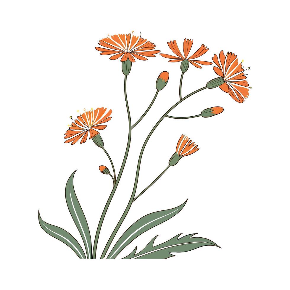 Charming Hawkweed Plant Unique Design vector