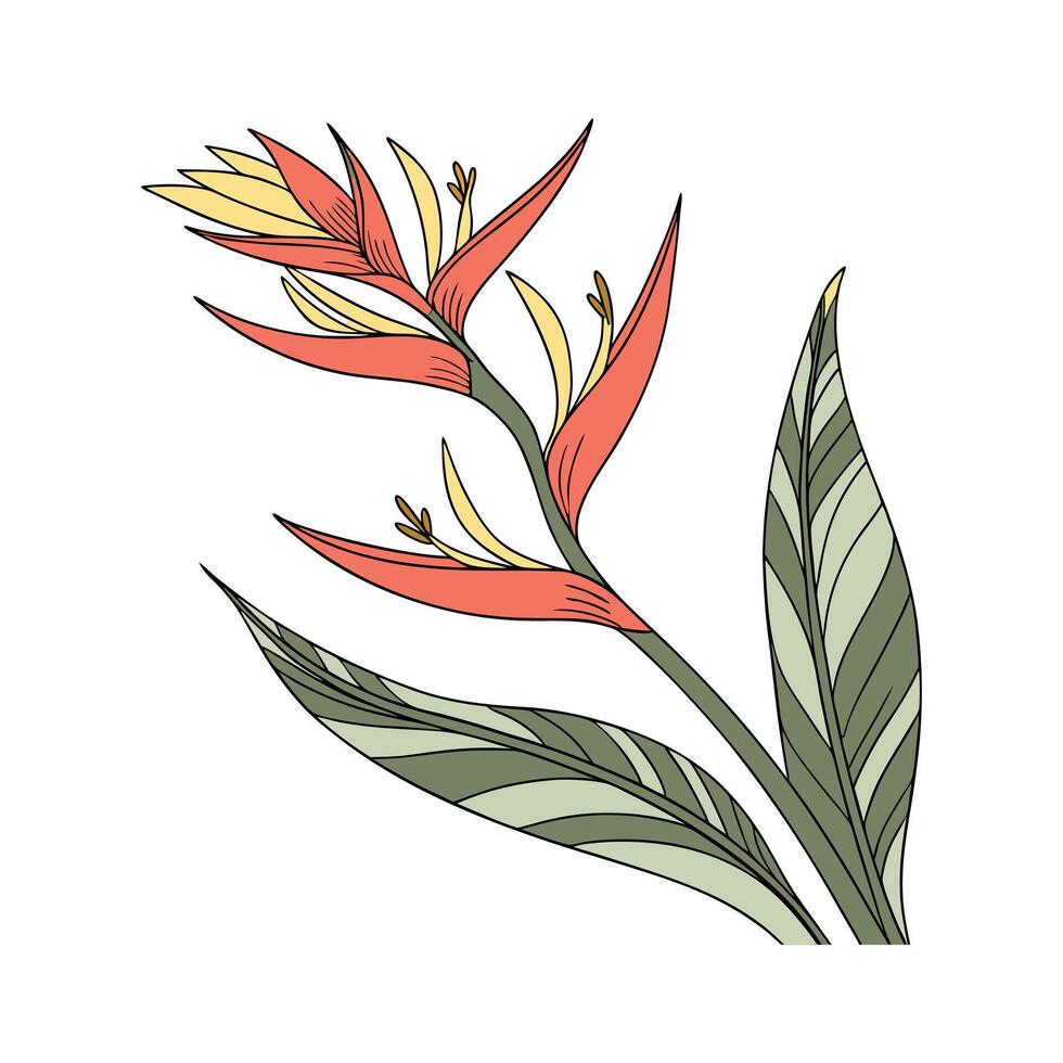 Charming Heliconia Plant Unique Design vector