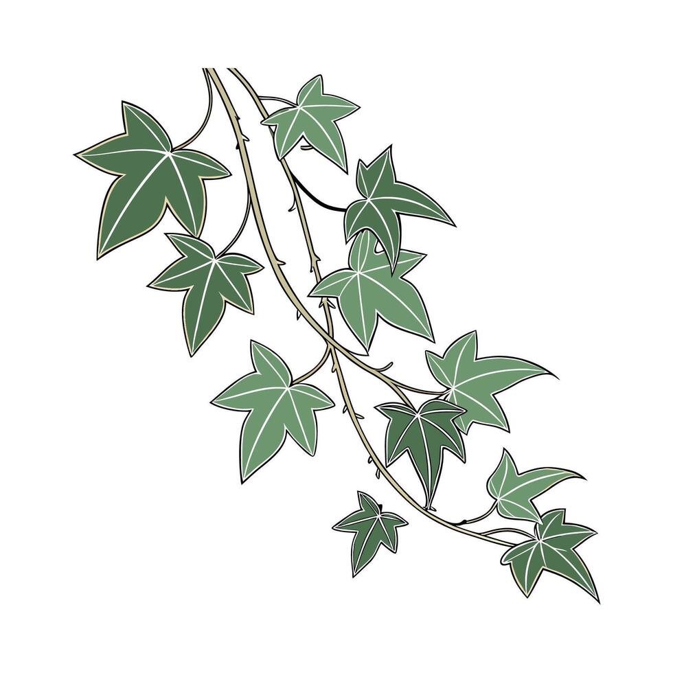 Charming Hoya Linearis Plant Unique Design vector