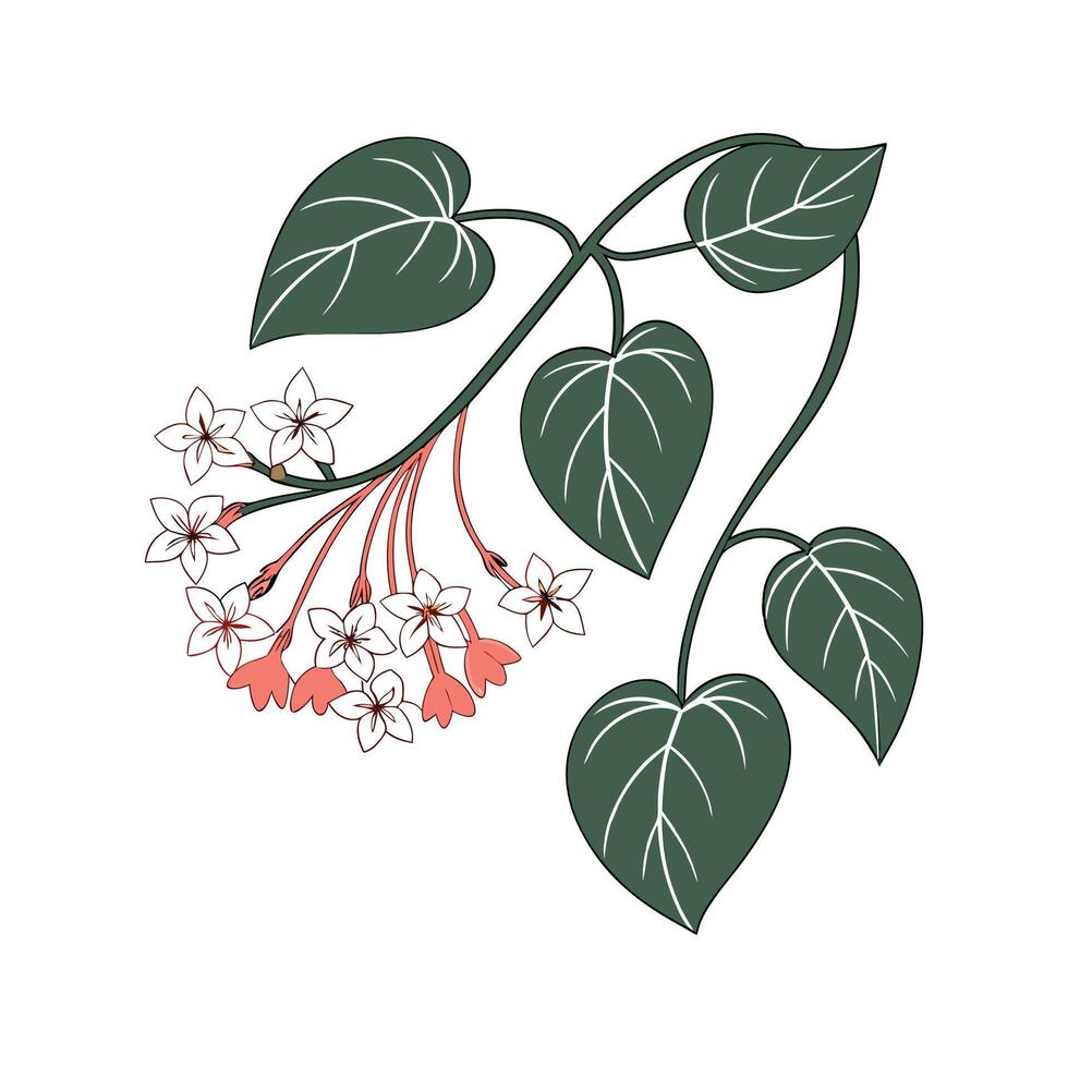 Distinctive Hoya Carnosa Plant Illustration vector