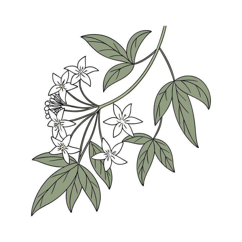 Elegant Hoya Linearis Plant Illustration vector