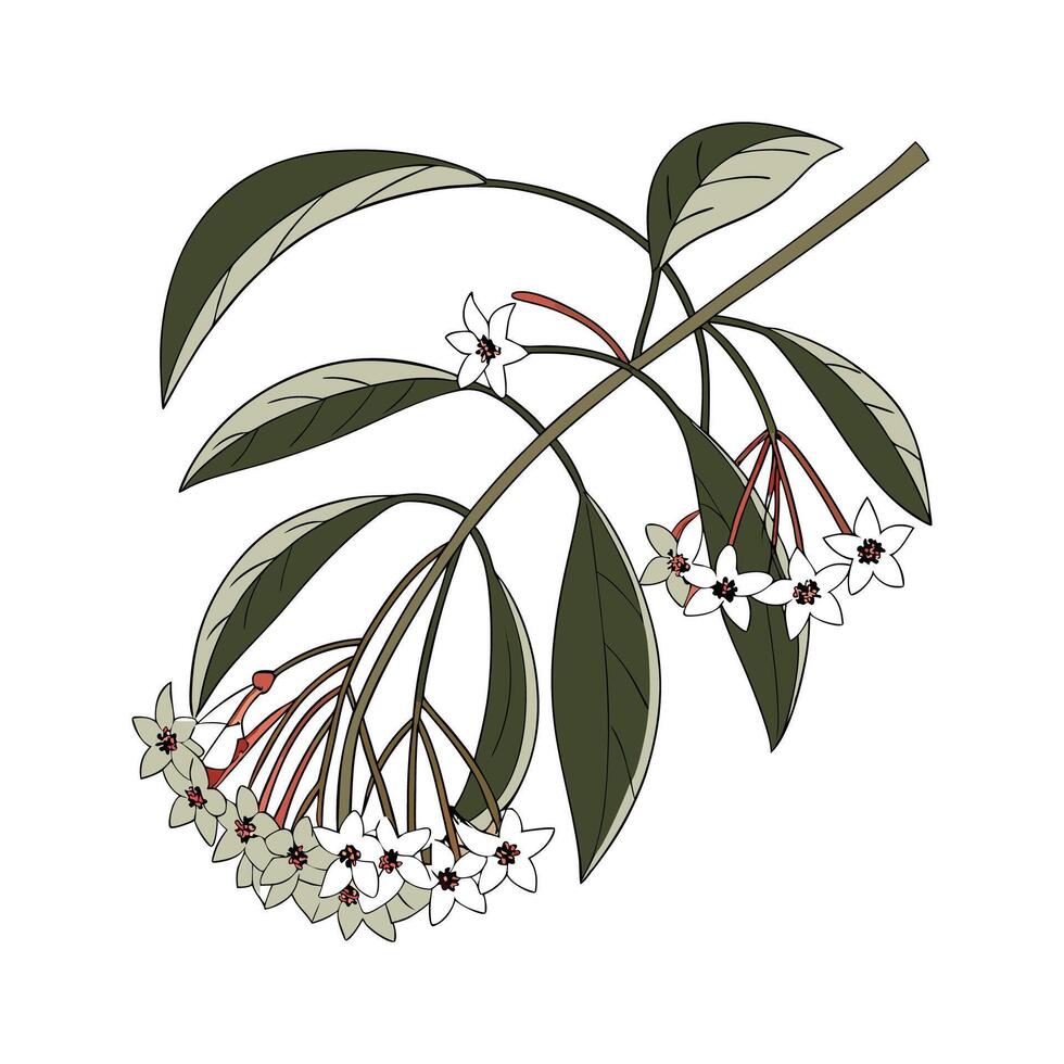 Distinctive Hoya Wayetii Plant Unique Design vector